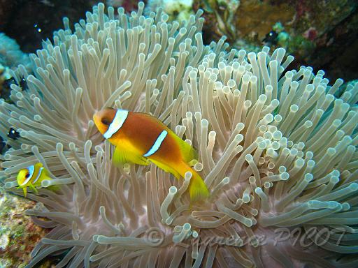Poisson clown - Amphiprion bicinctus (3).JPG